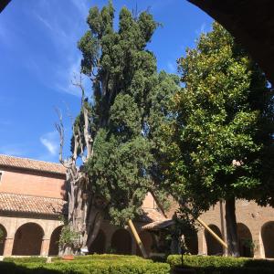 Cypress of San Francesco Convent of Santa Croce - Villa Verucchio